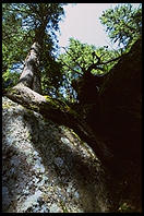 Tree growing out of a huge rock - Murgtal