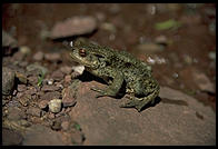 Closeup of a frog, Murgsee