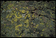 Rock mottled by lichens, Murgsee