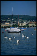 Swans on the Zurichsee - Zurich, Rentenanstaltwiese